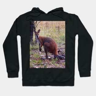 Red Necked Wallaby! Hoodie